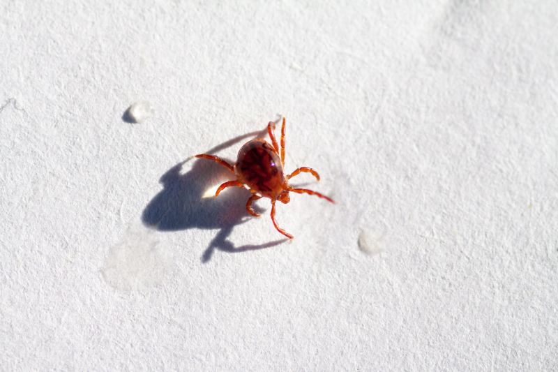 Chigger Extermination in Arlington, TX