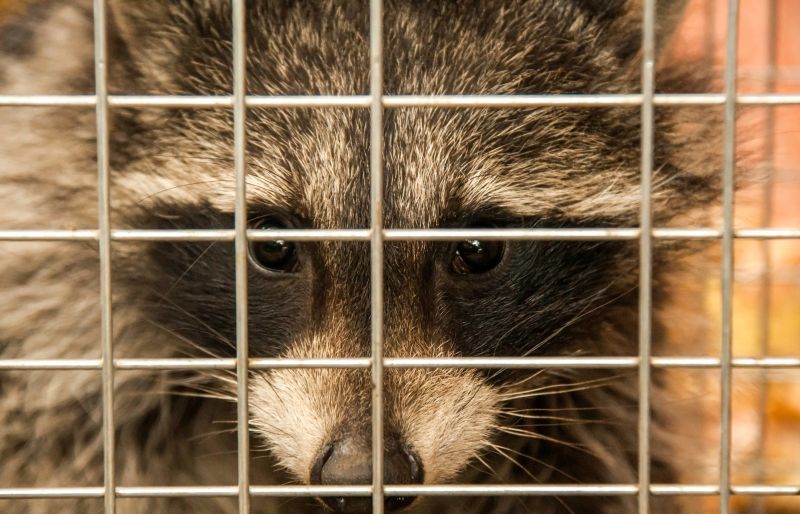 Raccoon Removal