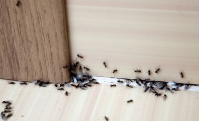 Black Ant Extermination in Arlington, TX