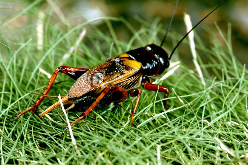 Cricket Control Service in Rockwall, TX