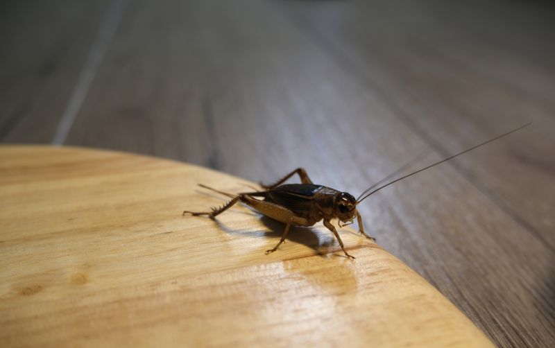 Cricket Control Service in Fort Worth, TX