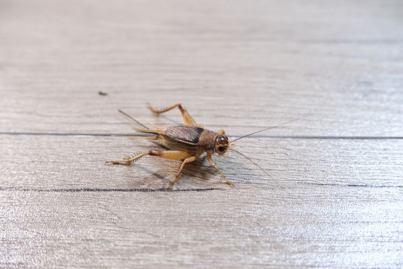 Cricket Prevention in Rockwall, TX
