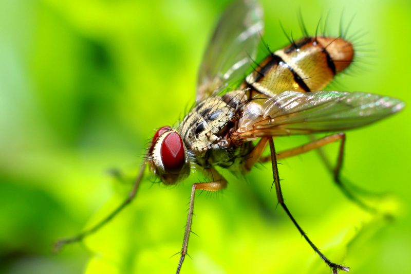 Fly Extermination in New Braunfels, TX