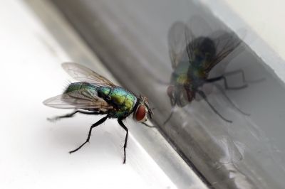 Fly Pest Control in Frisco, TX