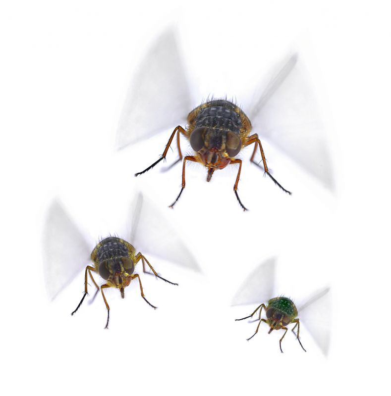 Fruit Fly Extermination in Rockwall, TX