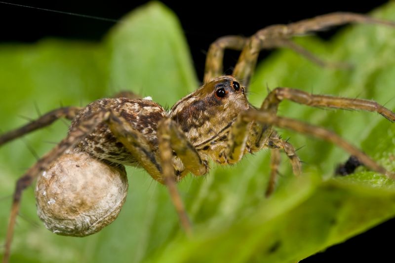 Huntsman Spider Extermination in Fort Worth, TX