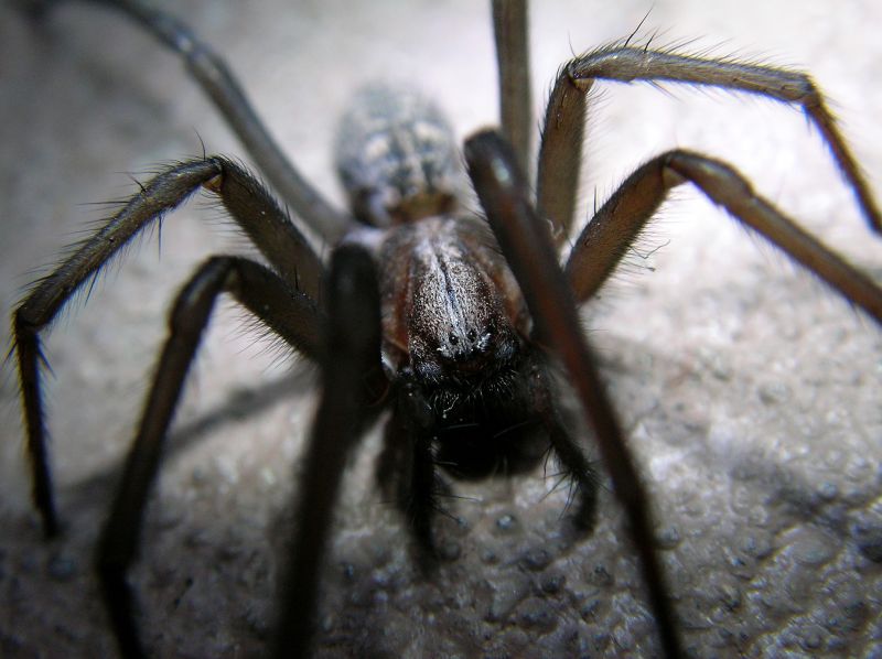 Huntsman Spider Extermination in Frisco, TX
