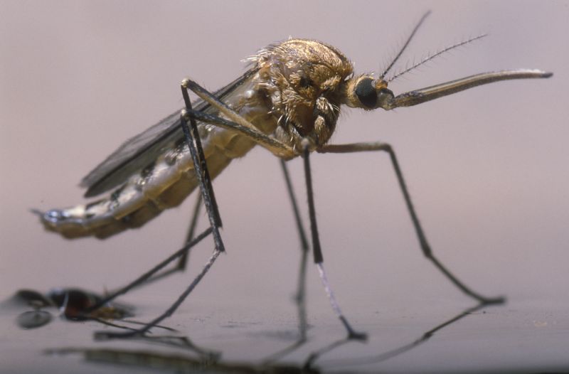 Mosquitoes Pest Control in Fort Worth, TX