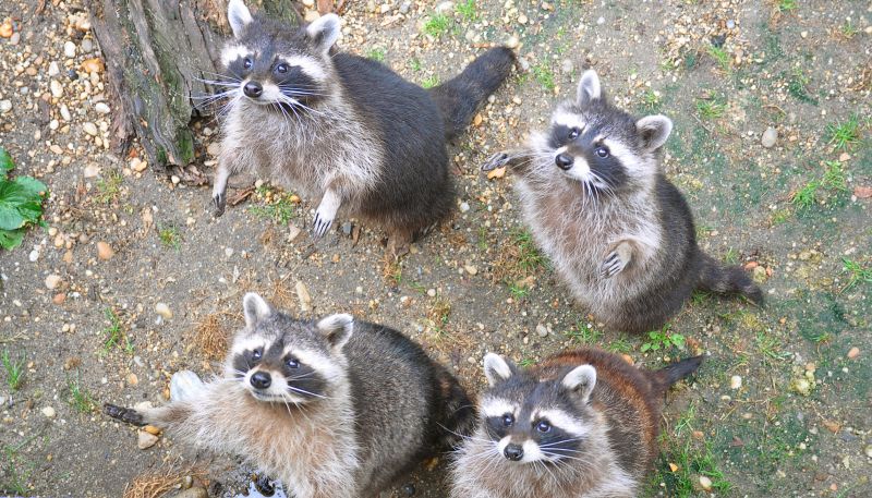 Raccoon Removal