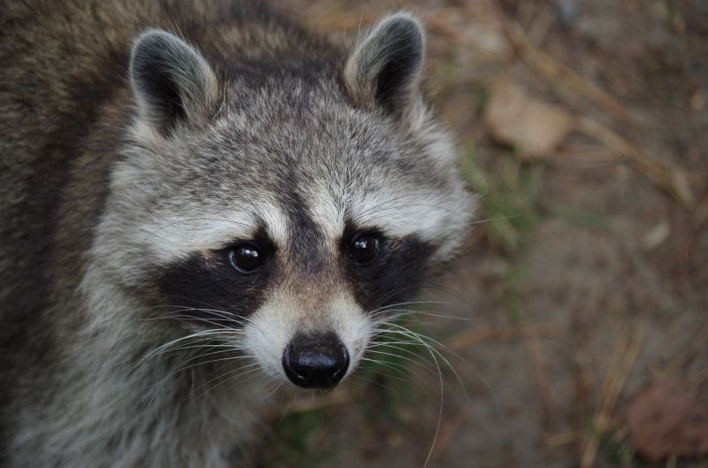 Raccoon Removal