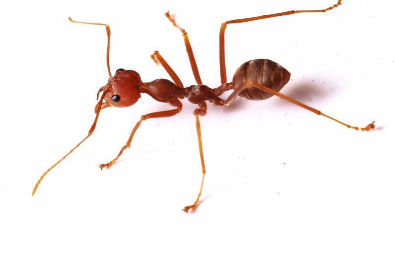 Red Ant Extermination in New Braunfels, TX