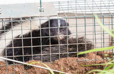 Skunk Extermination