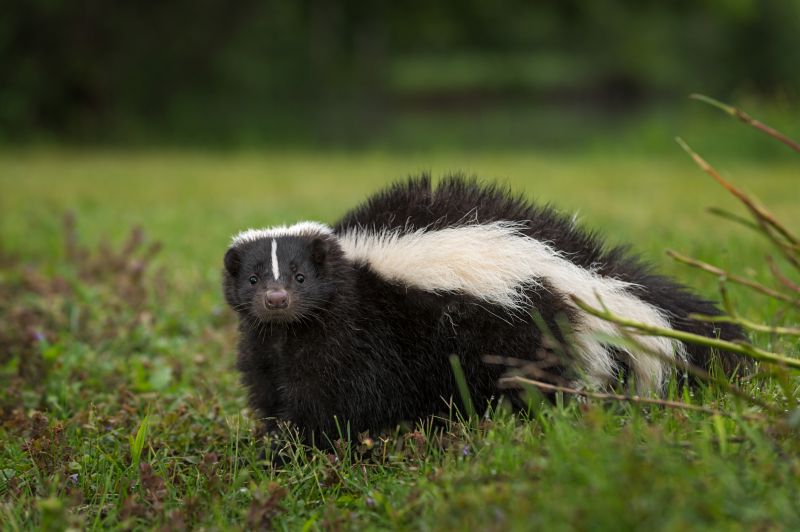 Skunk Extermination