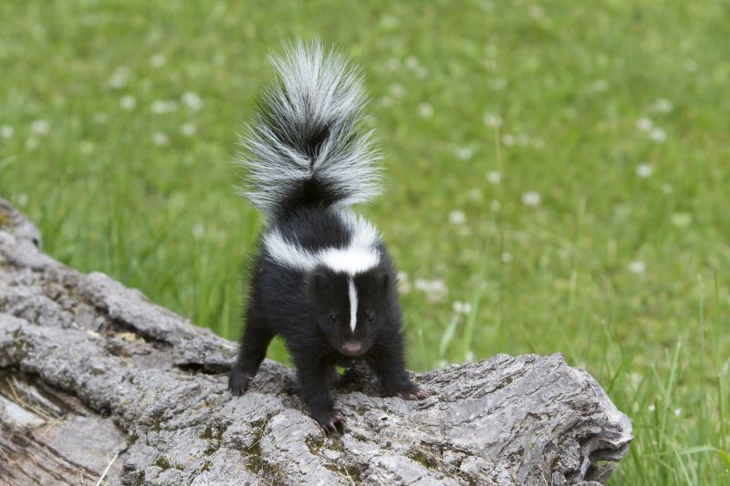 Skunk Extermination