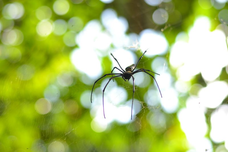 Spider Extermination Service in Katy, TX