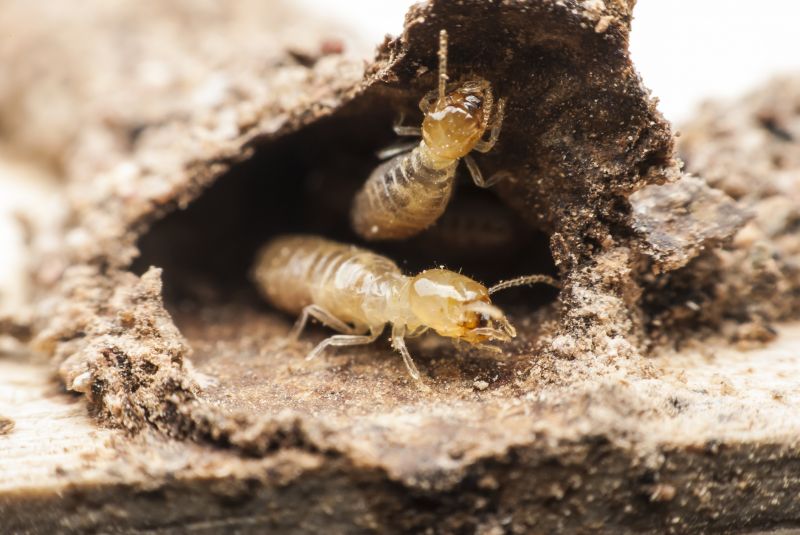 Termite Infestation Service in Frisco, TX