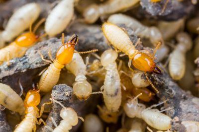 Termite Prevention in Katy, TX