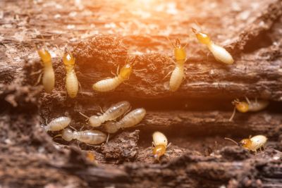 Termite Treatment Service in Frisco, TX