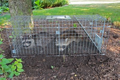 When Diy Wildlife Removal Becomes Risky And Professional Help Is Needed
