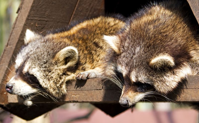 Ongoing Wildlife Management