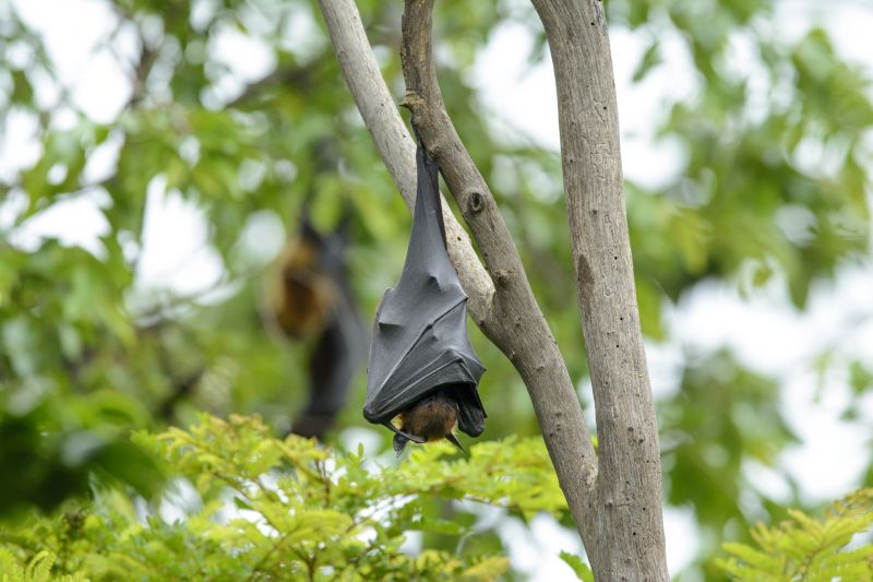Bat Roost