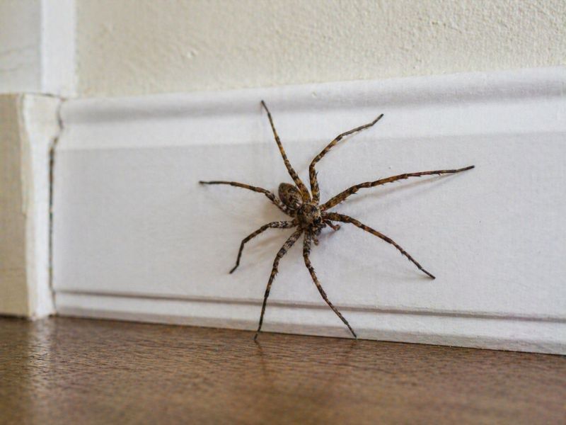 Wolf Spider Removal in Fort Worth, TX